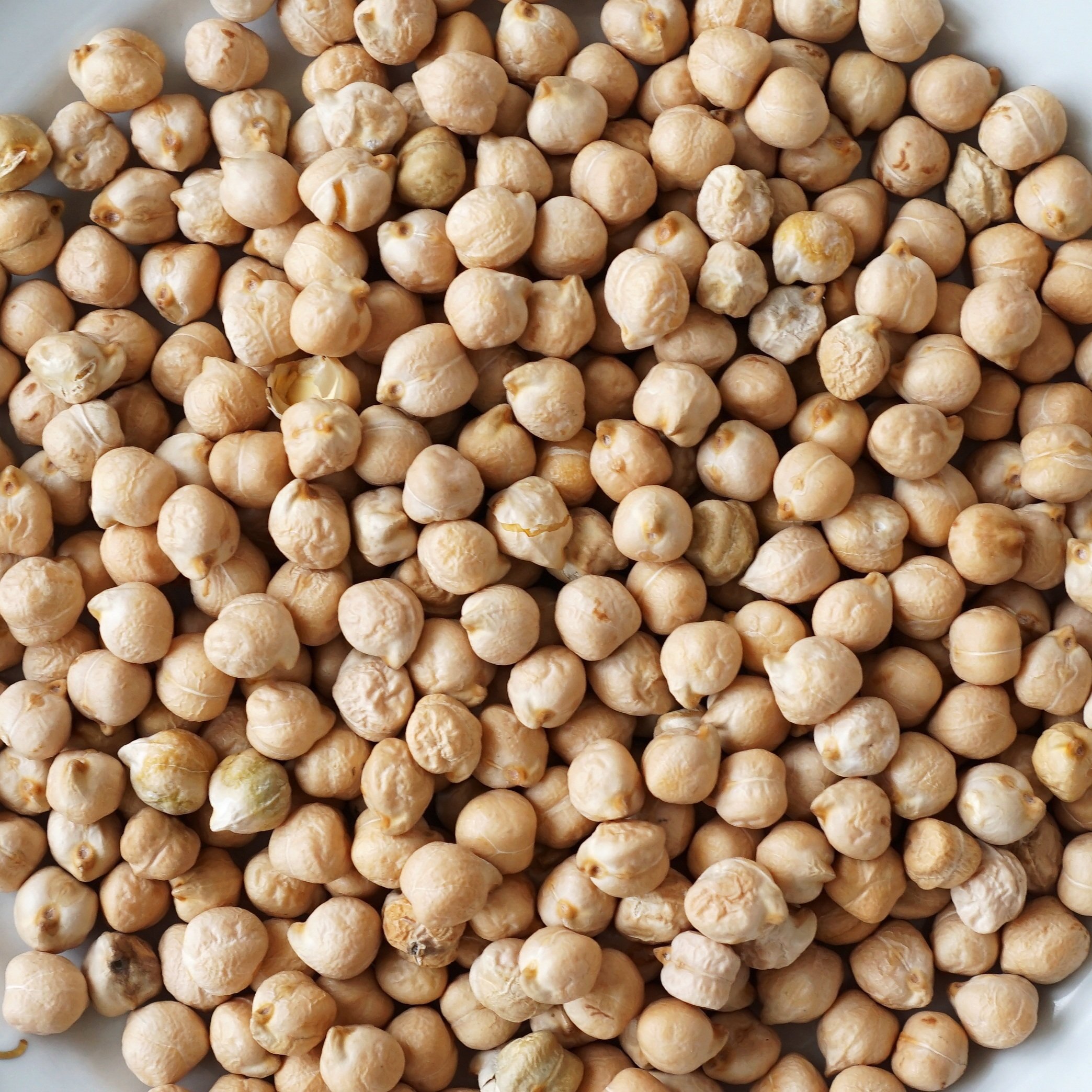 Chickpea picture